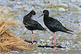 Black Stilt